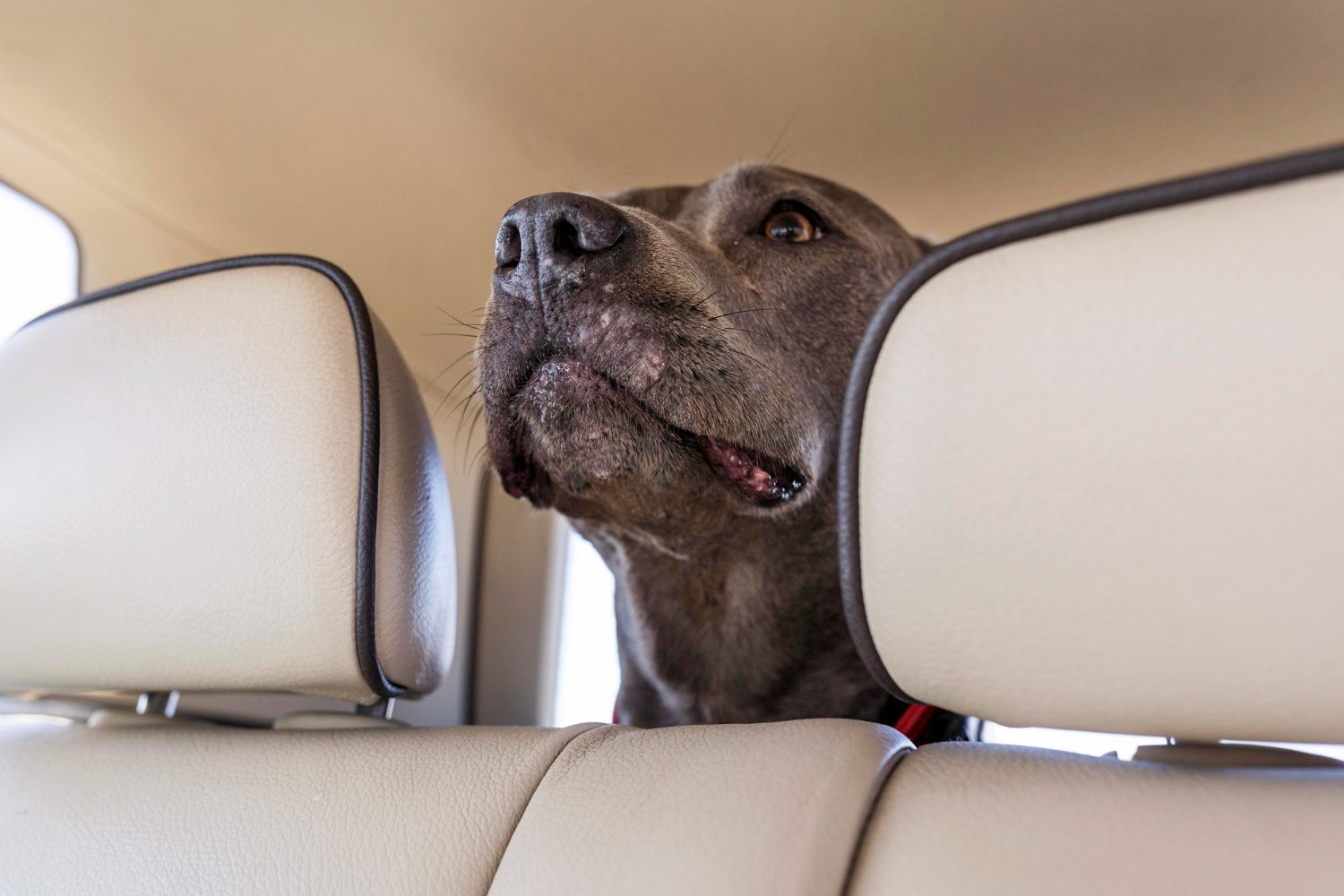 dog staying in a car while traveling with its owners