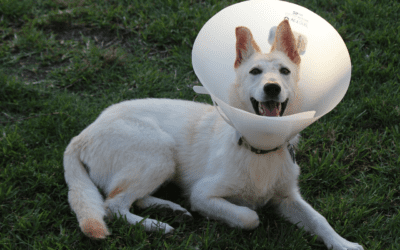 How to Get Your Pets Spayed and Neutered for a Discount