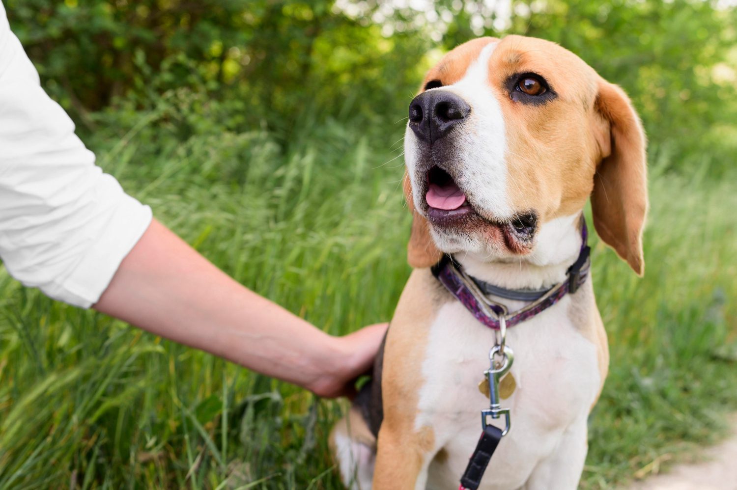 portrait-cute-beagle-enjoying-walk-park