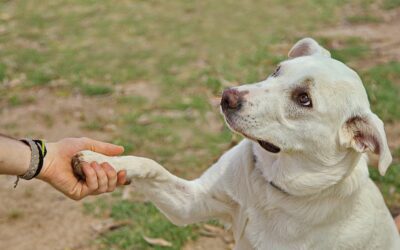 What to Expect When Adopting a Rescue Dog