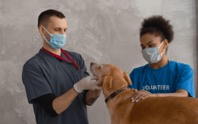 Ensuring the Well-Being of Rescued Pets