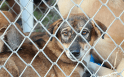 Common Challenges in Large, Chartered Pet Rescue Transports