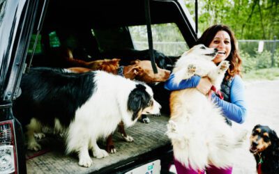 The Stressors of Pet Transport and How to Minimize Them